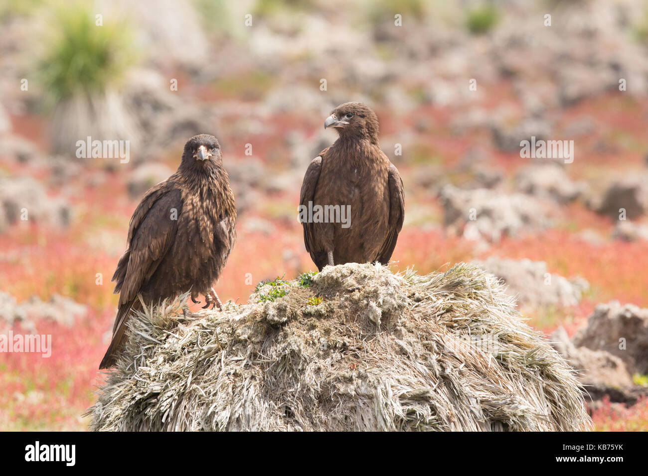 Zwei Rillen Karakaras (phalcoboenus australis) ruht auf Tussock Gras (Poa flabellata), Falkland Insel, Kirchturm Jasson Insel Stockfoto