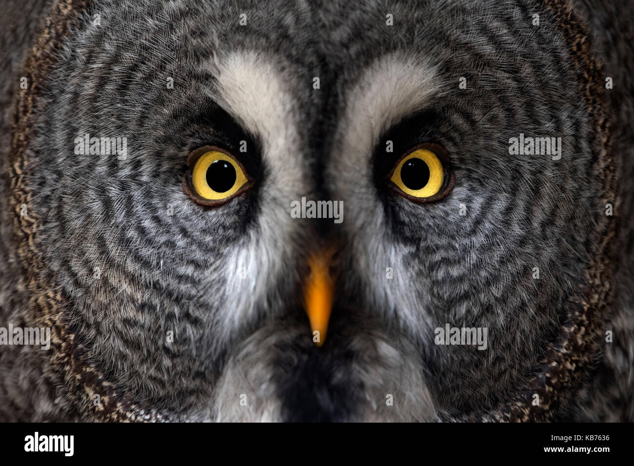 Bartkauz (Strix Nebulosa), Nahaufnahme, Porträt, Deutschland Stockfoto