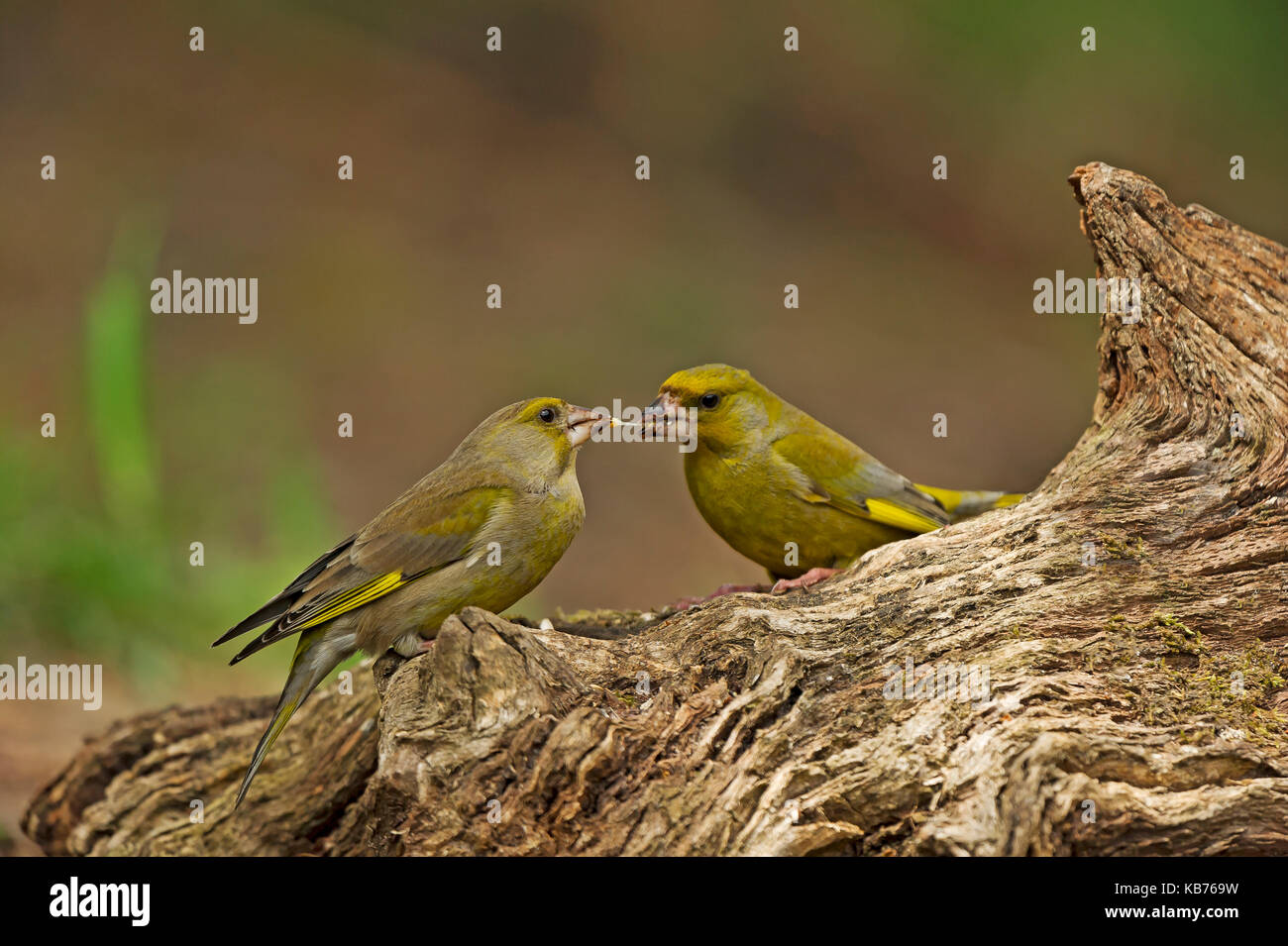 Grünfink (Carduelis chloris) männlich zeigt umwerben Verhalten, indem sie die Frauen Lebensmittel. Weiblich links, männlich Rechts., Niederlande, Overijssel, HBN Foto verbergen Stockfoto