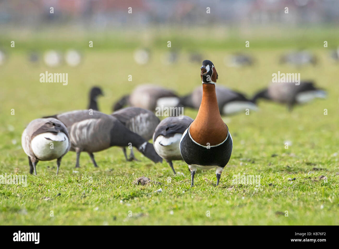 Red-breasted Goose (Branta ruficollis) und Ringelgans (Branta bernicla) Nahrungssuche im Grünland, Niederlande, Friesland, Ameland Stockfoto