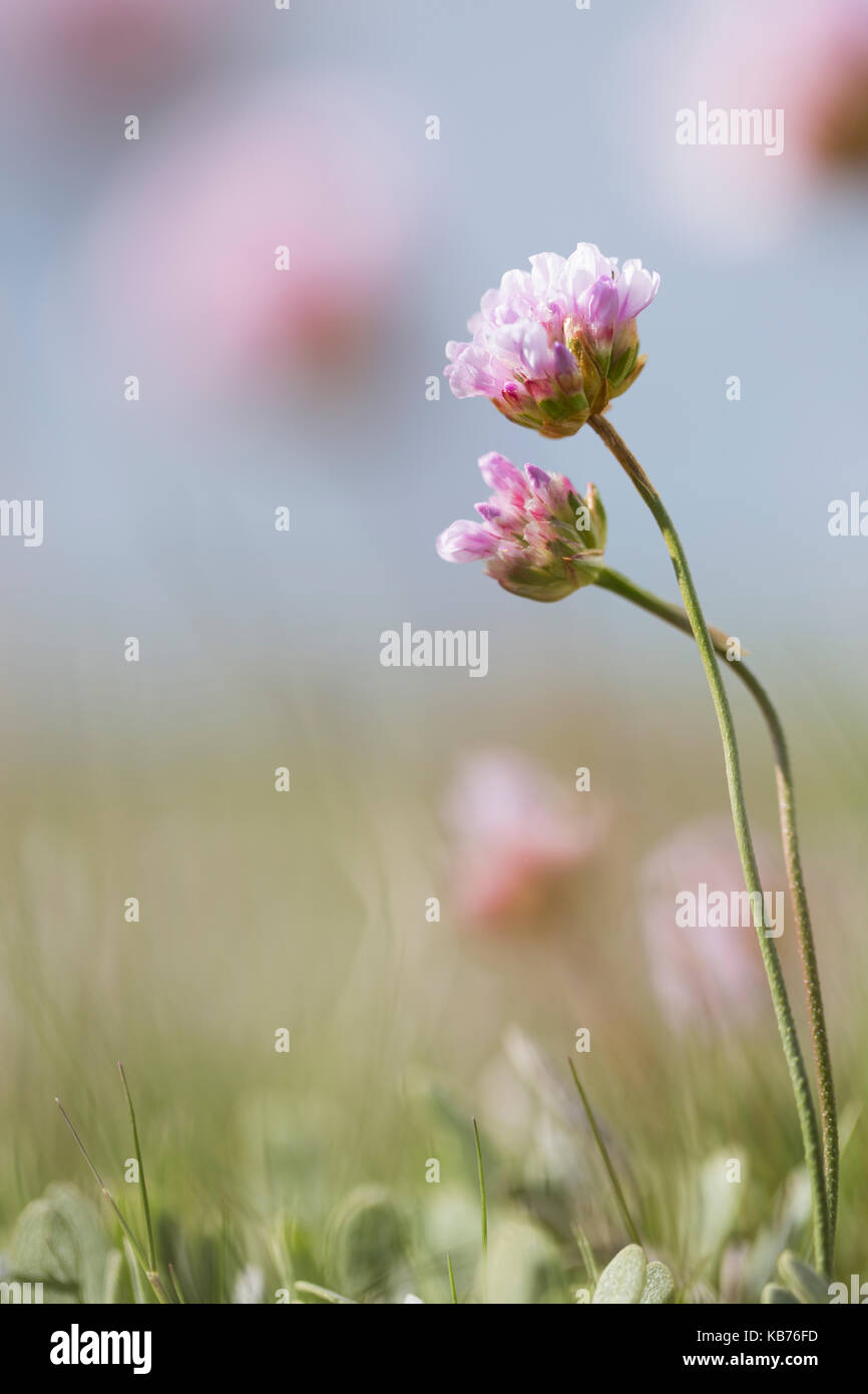 Meer Sparsamkeit (Armeria maritima) Blüte in Nahaufnahme, Niederlande, Friesland, Vlieland Stockfoto