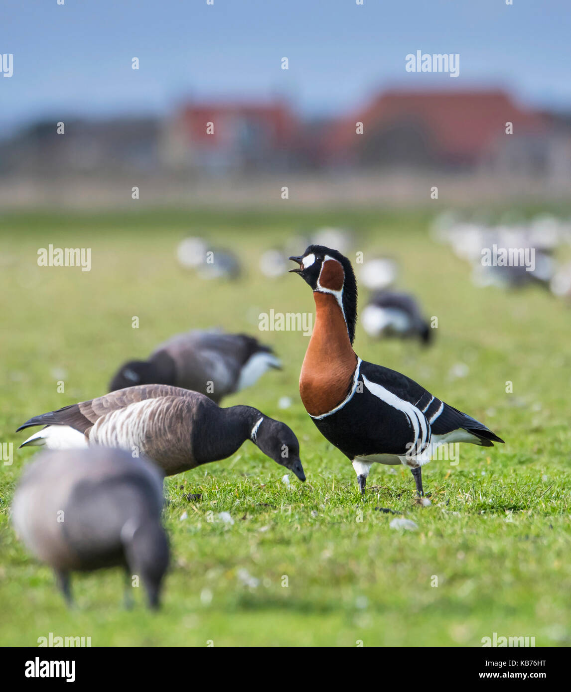 Red-breasted Goose (Branta ruficollis) aufrufen und Ringelgans (Branta bernicla) Nahrungssuche im Grünland, Niederlande, Friesland, Ameland Stockfoto