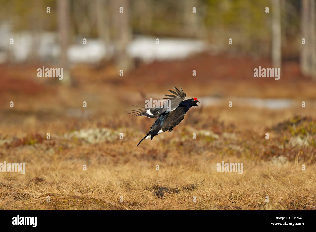 Birkhuhn (Tetrao tetrix) umwerben im Moorland, Schweden, Hamra, Hamra Nationalpark Stockfoto