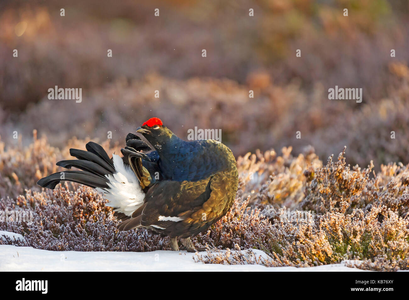 Birkhuhn (Tetrao tetrix) putzen, Schweden, Hamra, Hamra Nationalpark Stockfoto