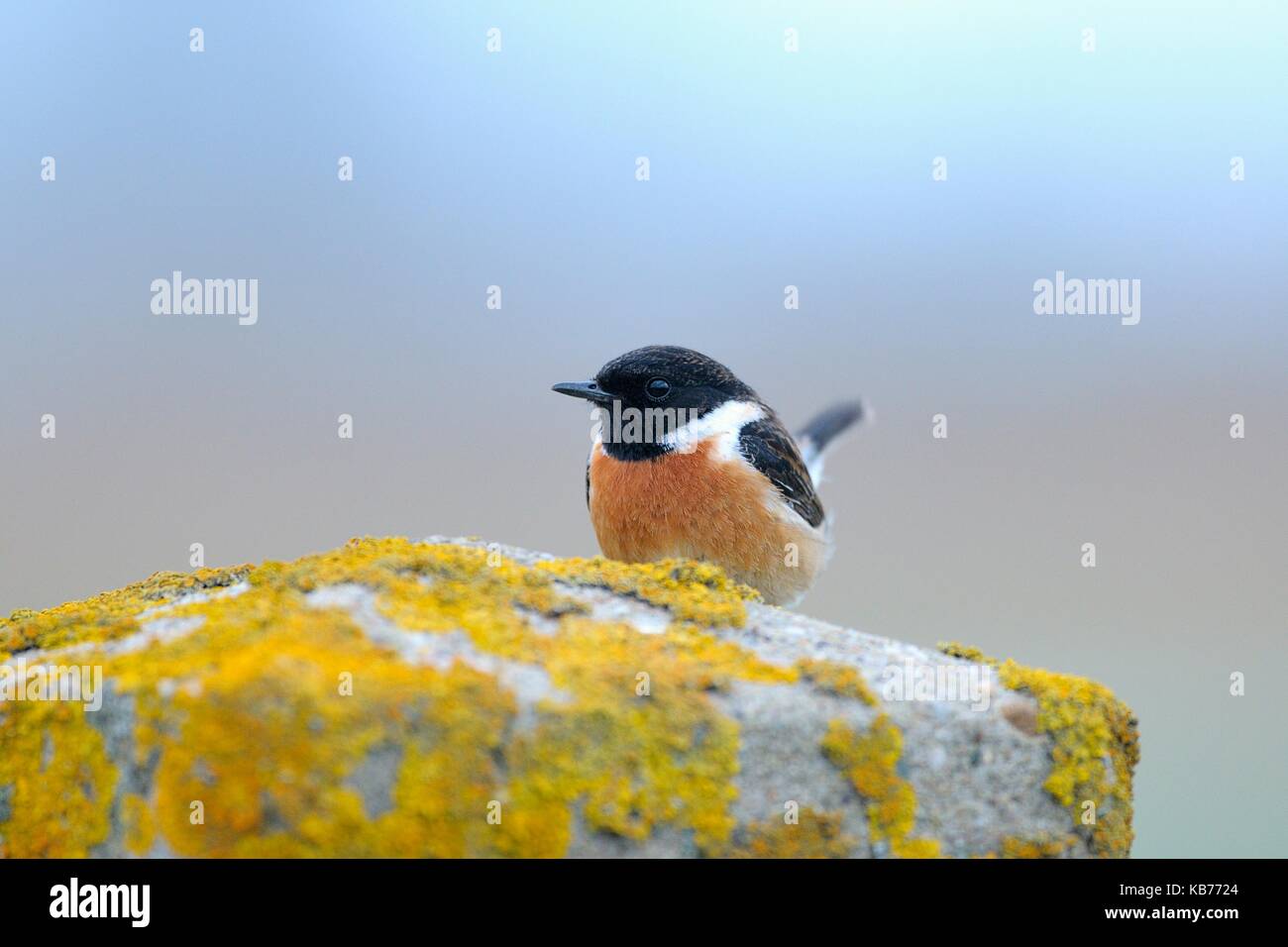 Stein Chat (Saxicola torquata) Mann auf einen Stein mit Flechten bedeckt gehockt, Niederlande, Overijssel, IJssel Auen in der Nähe von Kampen Stockfoto