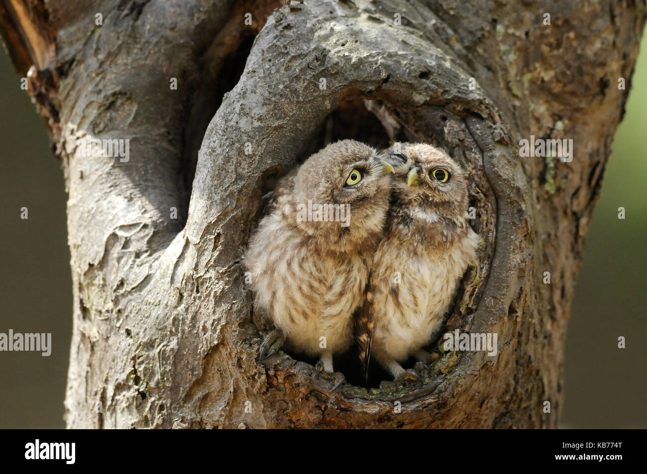 Steinkäuze (Athene noctua) in der Öffnung eines Baumes Buchse sitzt, Die Niederlande Stockfoto