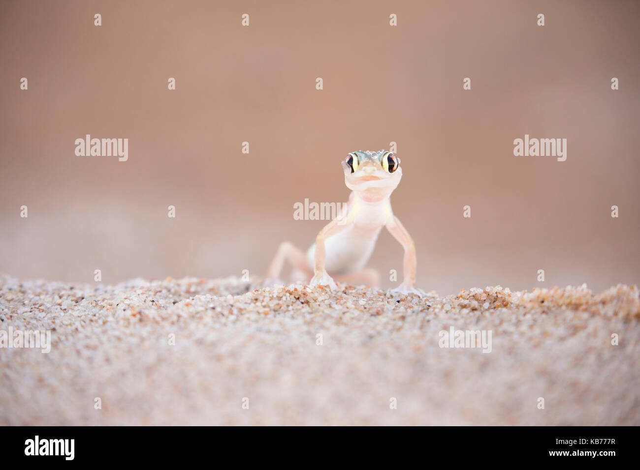 Palmato Gecko (Palmatogecko rangei) lecken Wassertropfen aus dem Auge am frühen Morgen in der Dorob finden, Namibia, Dorob Wüste finden Stockfoto