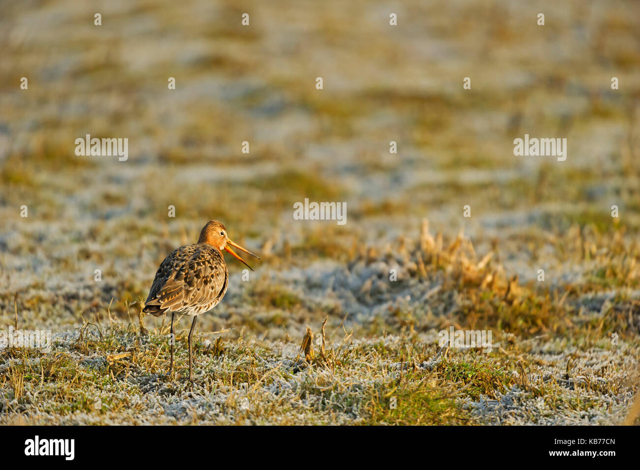 Uferschnepfe (Limosa limosa) Berufung auf einer Wiese mit am frühen Morgen Reif bedeckt, Die Niederlande, Gelderland, Arkenheem Stockfoto