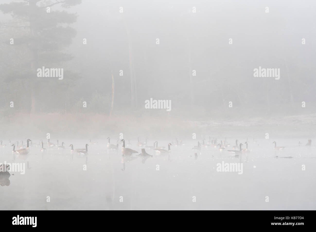 Gruppe der Kanadagans (Branta canadensis) in einer fen mit Nebel bedeckt, an einem Morgen im Herbst, die Niederlande, Gelderland, Overasseltse Haterse en Vennen Stockfoto