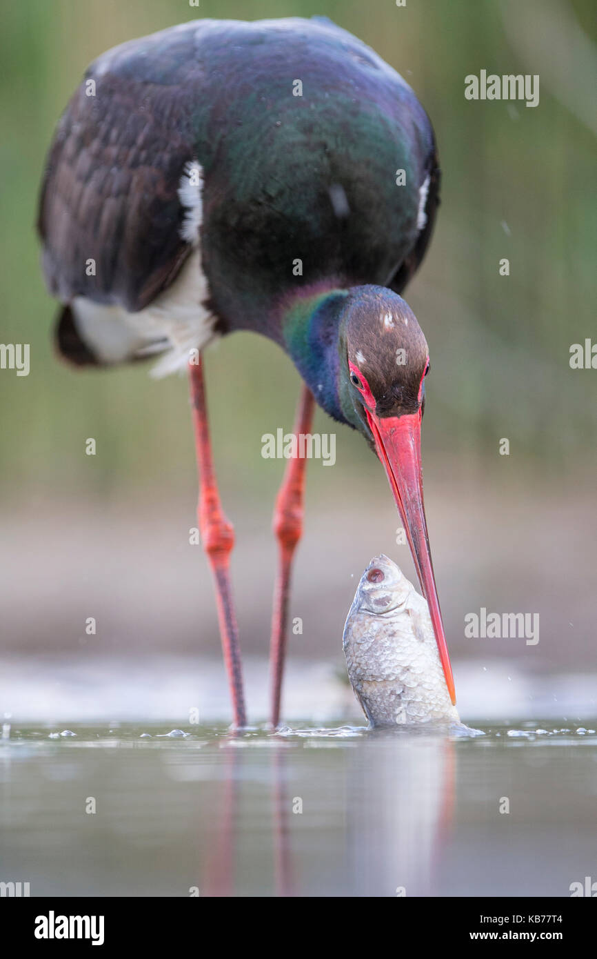 , Ungarn, Bacs-kiskun, Nationalpark Kiskunsagi Stockfoto