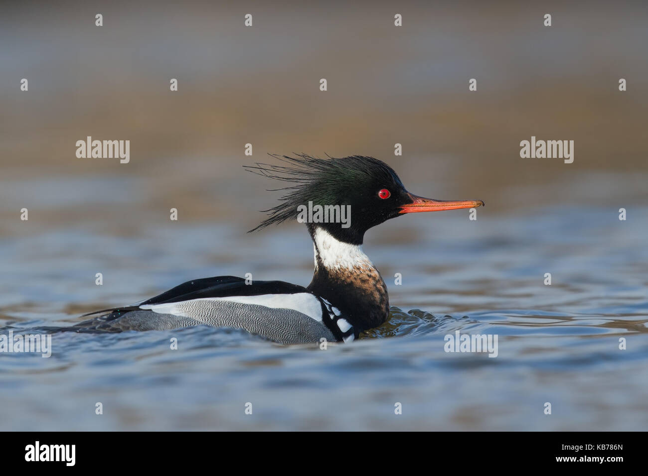 Red-breasted Merganser (Mergus serrator) Schwimmen, Niederlande, Noord-Holland Stockfoto