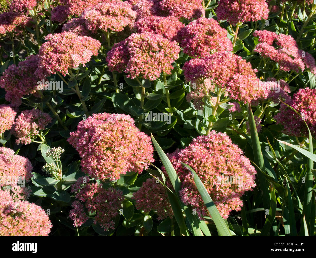 Auffällige Mauerpfeffer blühende Pflanze Stockfoto