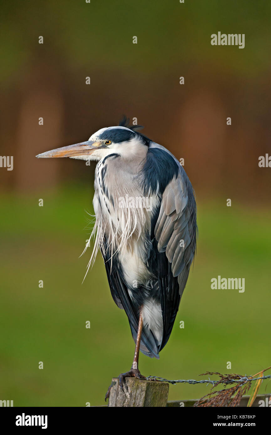 Graureiher (Ardea cinerea) steht auf einem Pol an der Seite eines Bauern Land., Niederlande, Noord-Holland, Spaarnwoude Stockfoto