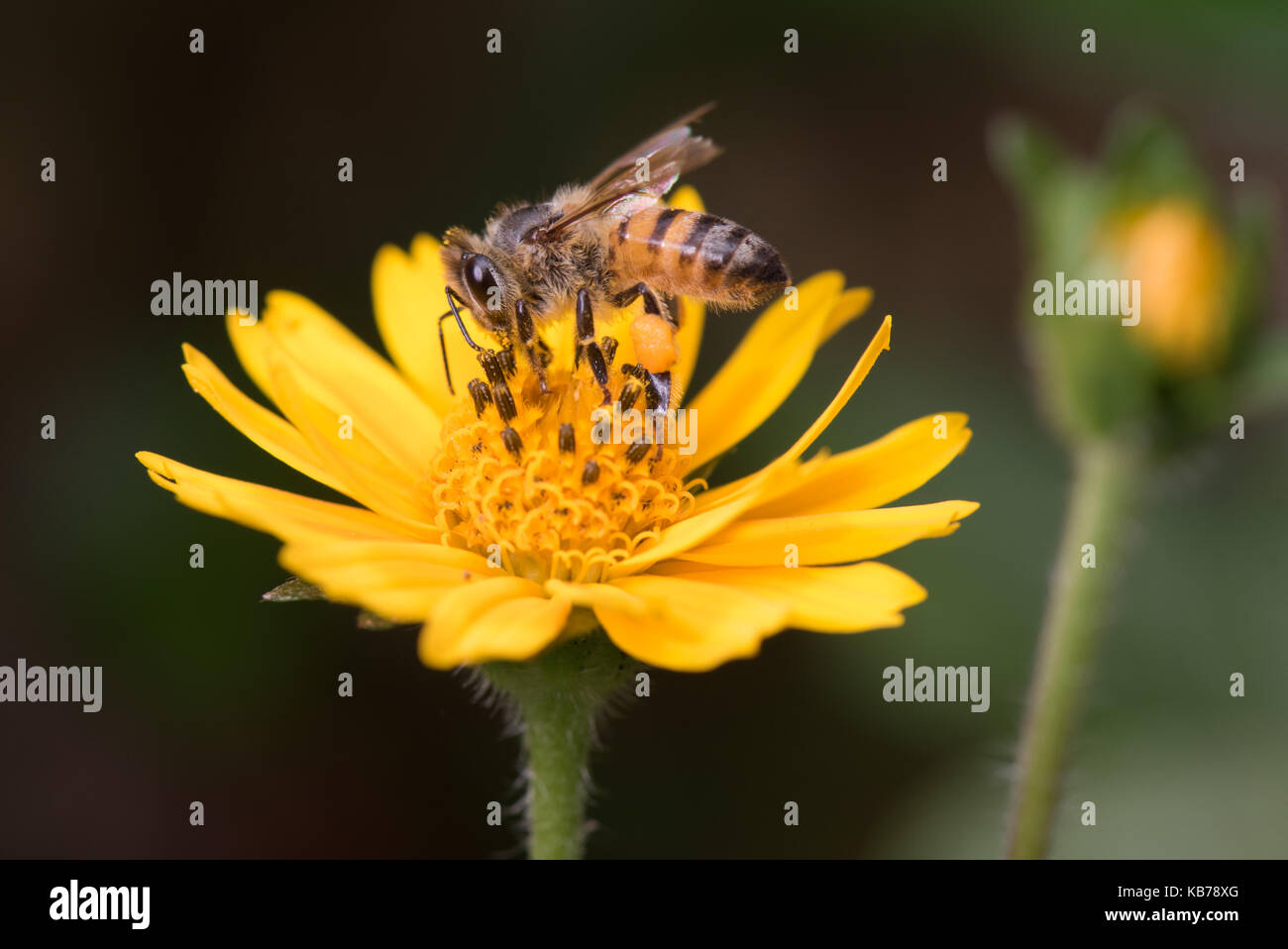 Afrikanischen Honigbiene (Apis mellifera scutellata) Pollen sammeln von gelben Blume, Malawi, Blantyre Stockfoto