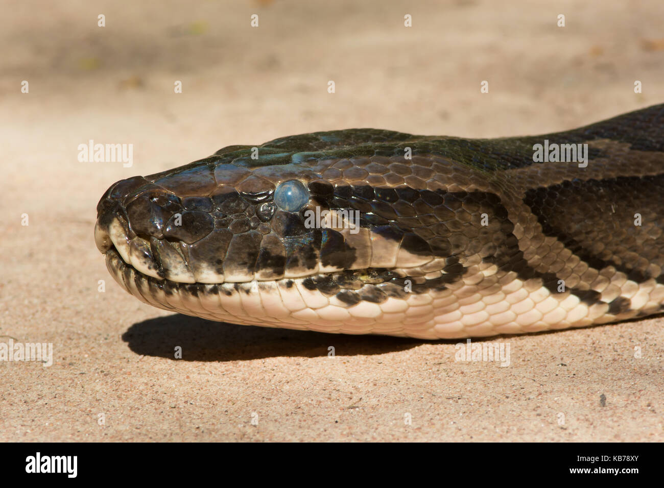 African Rock Python (Python sebae) Porträt, bald seine Haut zu vergießen, Gambia Stockfoto