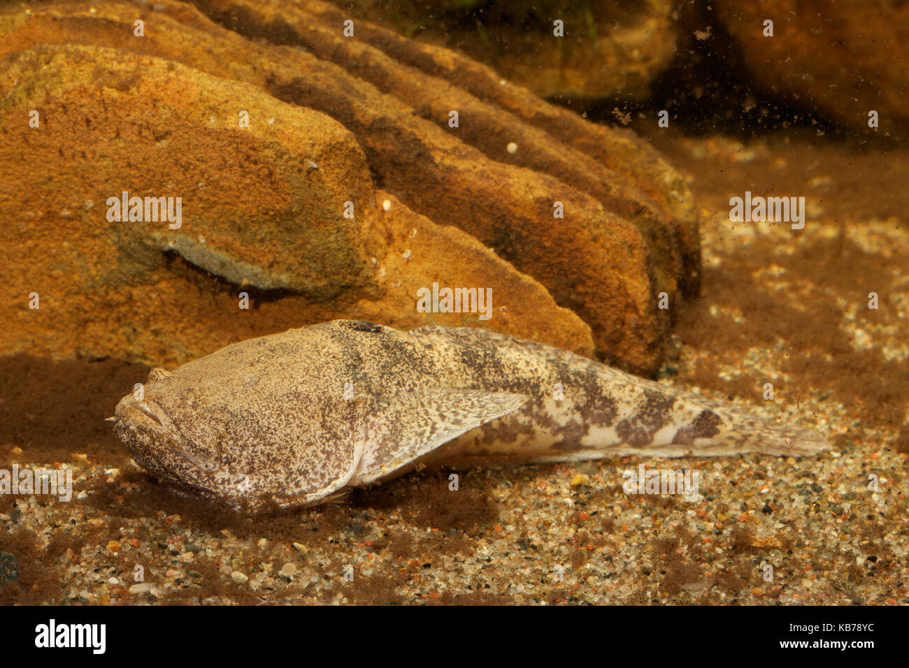 Prähistorische Monster Fisch (Thalassophryne Amazonica) seine perfekte Tarnung dieser giftigen Fische unter den Trümmern und feinem Sand blendet, Peru Stockfoto