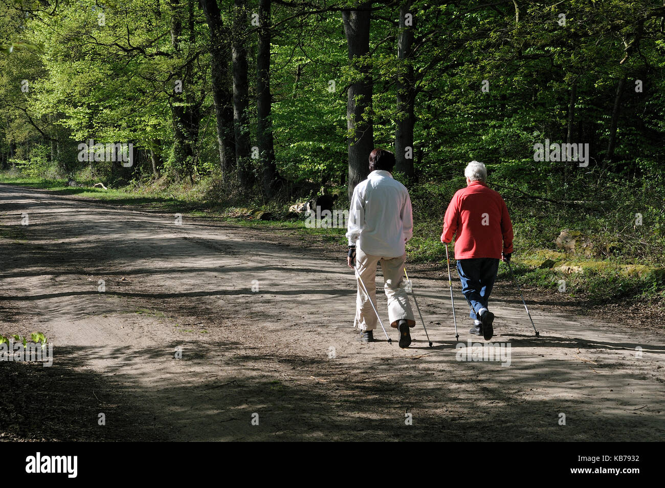 Nordic Walking durch den Wald, Die Niederlande, Drenthe, National Parc Drentsche Aa Stockfoto