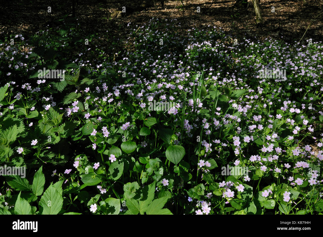 Gestrüpp, in Form von Sibirischen Frühling Schönheit (claytonia Pumila), die Niederlande, Drenthe, National Parc Drentsche Aa Stockfoto