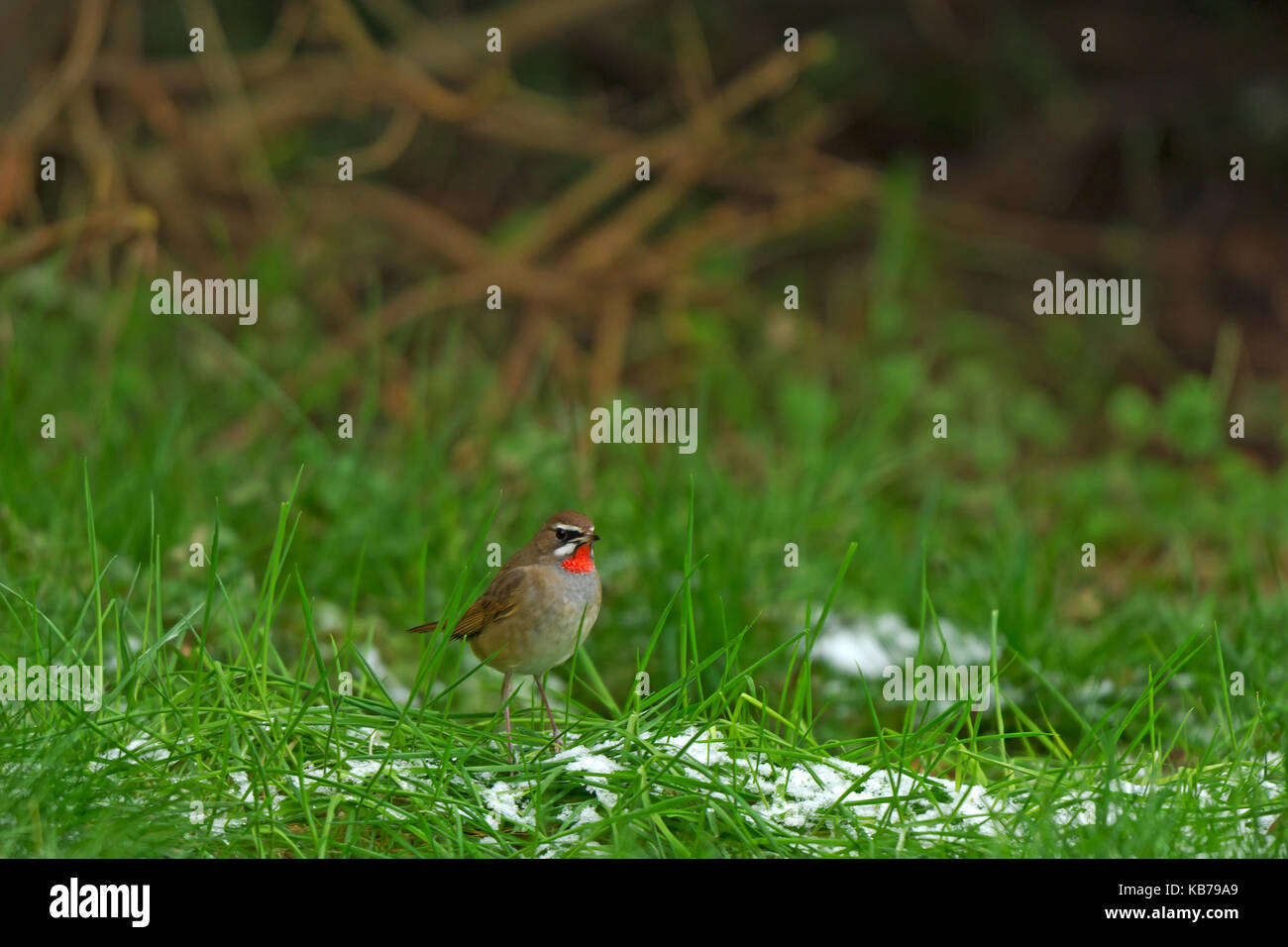 Diese sibirischen Rubythroat (Luscinia Calliope) stehen im Gras. Erster Datensatz dieses Vogels in den Niederlanden., Niederlande, Noord Holland, Hoogwoud Stockfoto