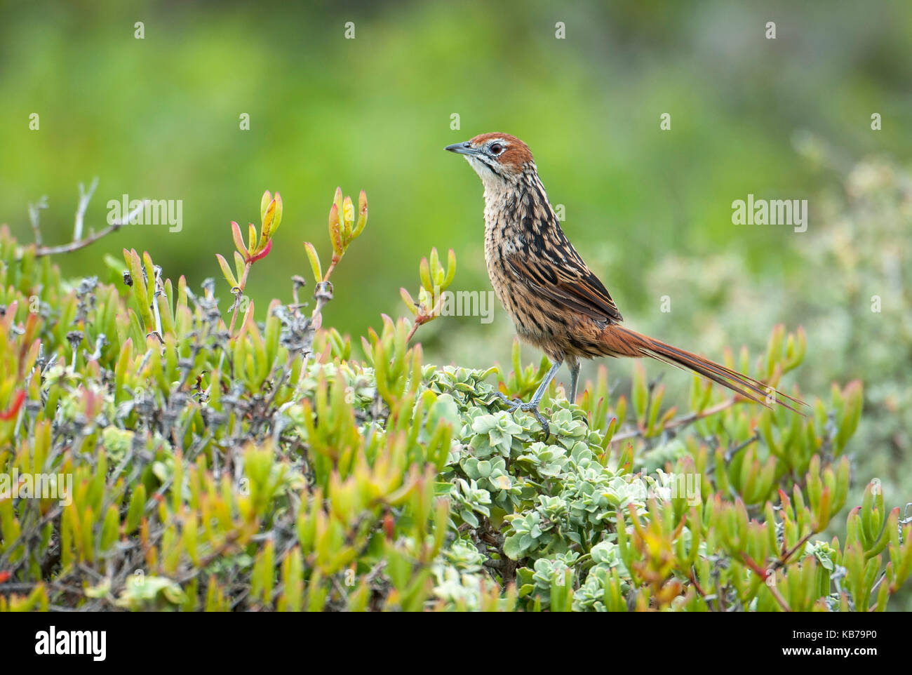 Cape Grassbird (Sphenoeacus Afer) in Alert Pose auf dichten Fynbos Vegetation, Südafrika, Western Cape, Cape Point Nature Reserve Stockfoto