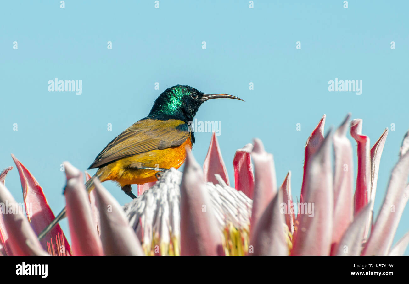 Orange-breasted Sunbird (Anthobaphes violacea) männlichen sitzen auf einer Blume auf dem riesigen Protea (Protea cynaroide), Südafrika, Western Cape, Kapstadt, Table Mountain National Park Stockfoto