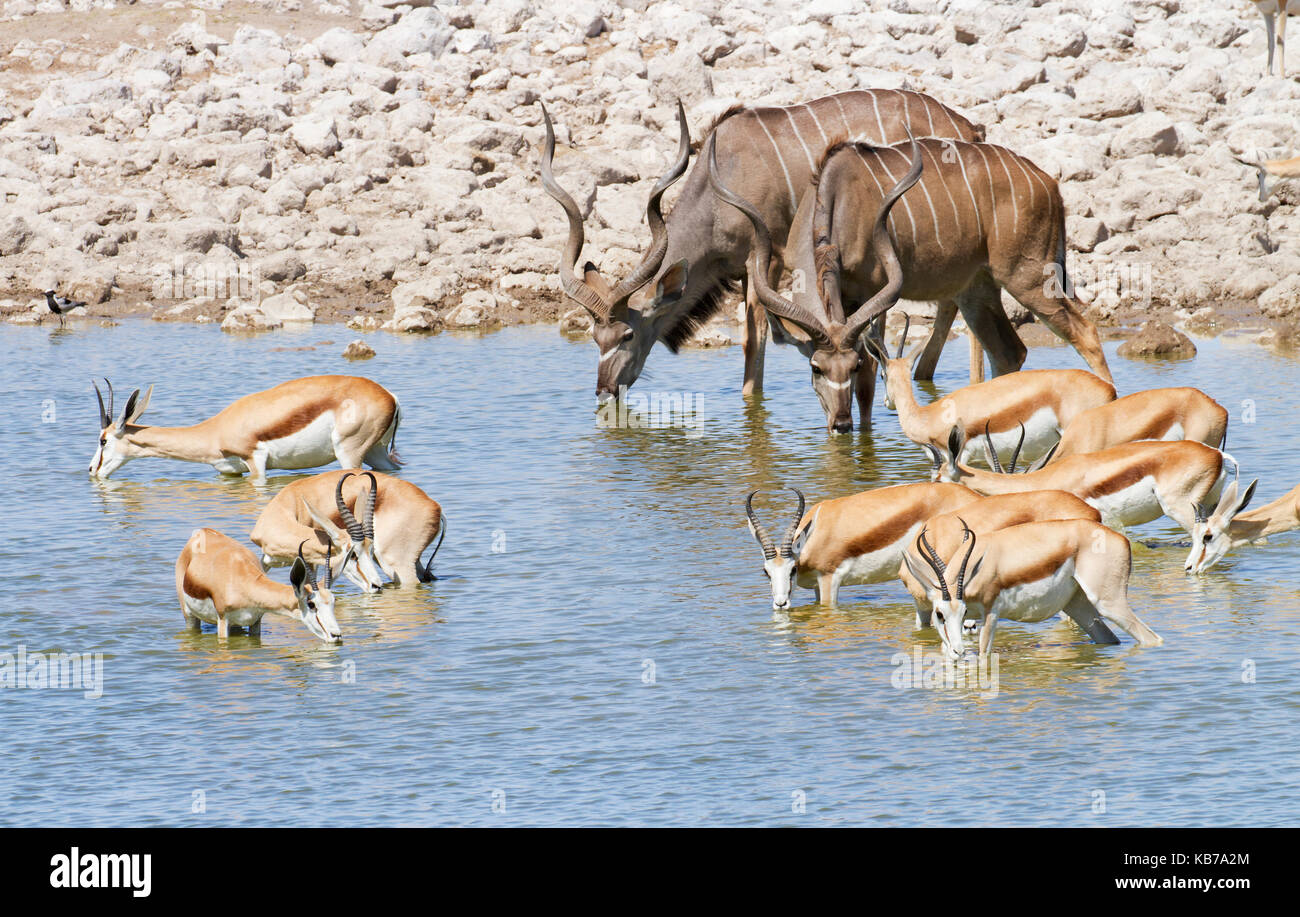 Zwei größere Kudu (Tragelaphus strepsiceros) Hirsche trinken an Wasserloch mit einer Gruppe von springbock (Antidorcas marsupialis) in das Wasser um sie herum, Namibia, Etosha National Park Stockfoto