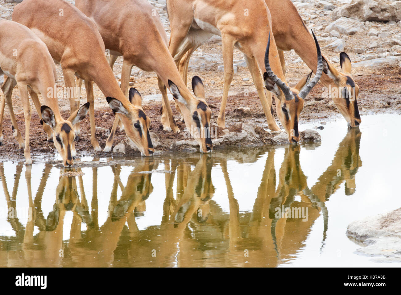 Gruppe von schwarz-faced Impala (Aepyceros melampus petersi) Trinken an einem Wasserloch mit ihren Spiegelungen im Wasser, Namibia, Etosha National Park Stockfoto