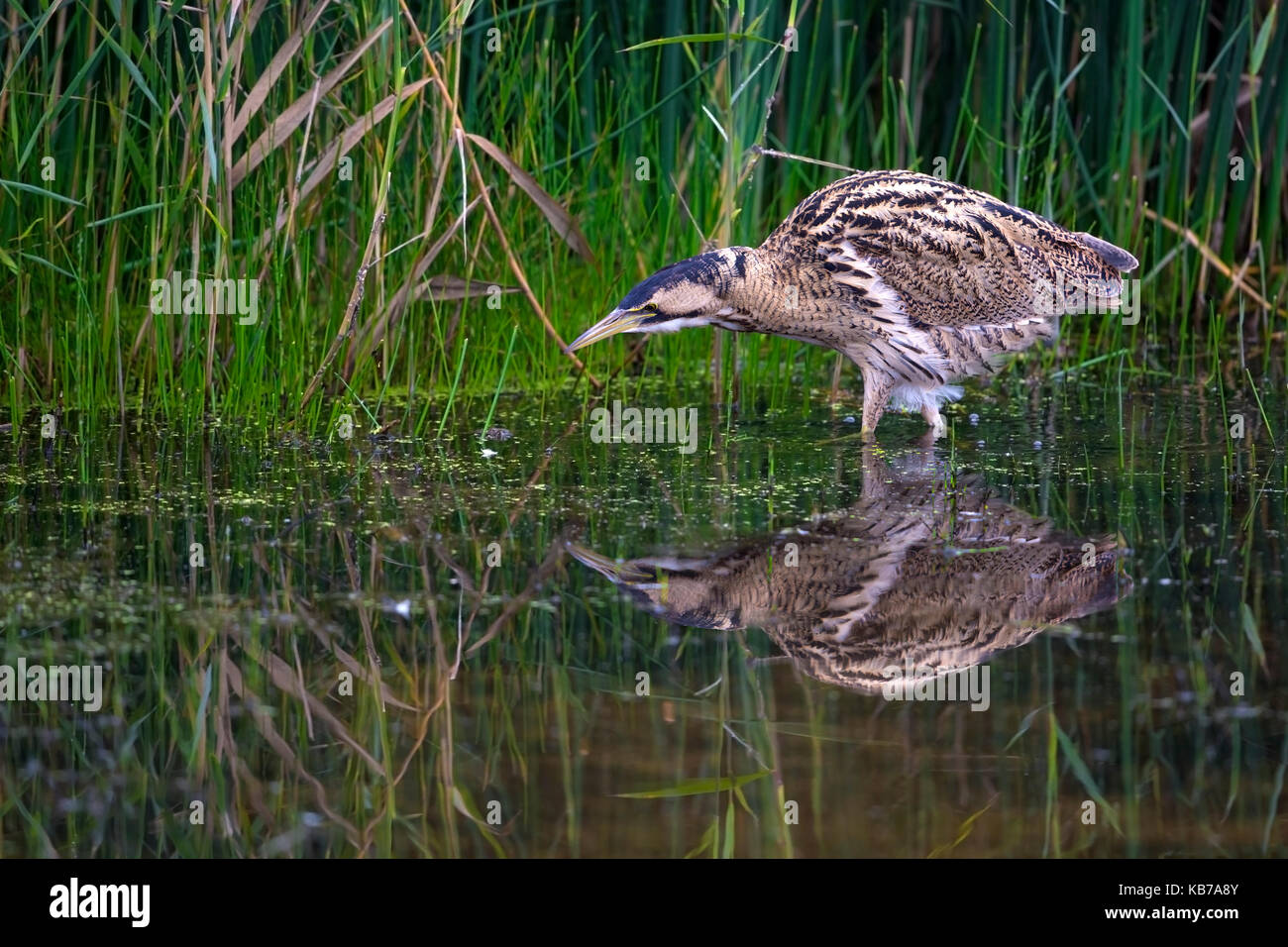 Große Rohrdommel (Botaurus stellaris) Jagd in einem Pool, der Niederlande, Flevoland, Roggebot Stockfoto