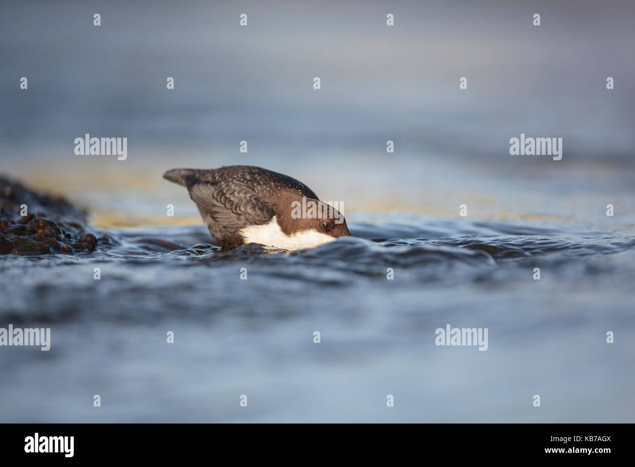 Eine Schwarze-bellied Pendelarm (Cinclus cinclus cinclus) Futtersuche, seinen Kopf in das Wasser des künstlichen Stromschnellen, die Niederlande, Gelderland, Berkel Stockfoto