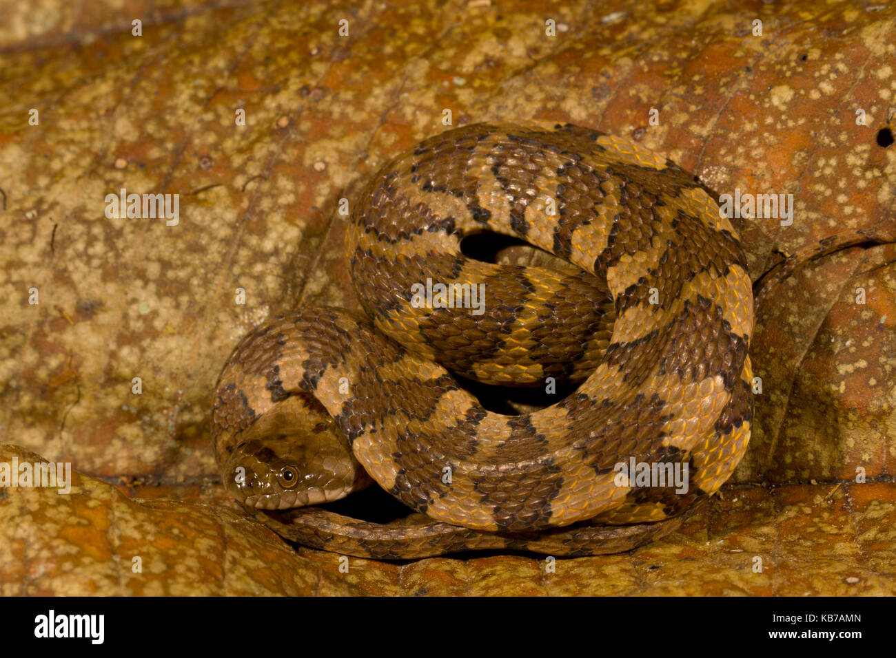 Braun-gebänderten Wasser Schlange (helicops Angulatus) auf einem Blatt, Ecuador, San Jose de Payamino aufgewickelt Stockfoto