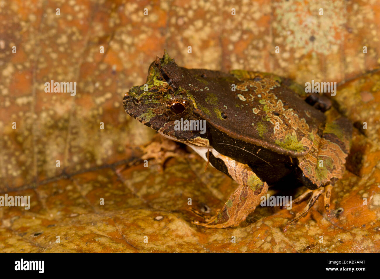 Perez ist Snouted Frosch (Edalorhina perezi) getarnt auf einem Blatt, Ecuador, San Jose de Payamino Stockfoto