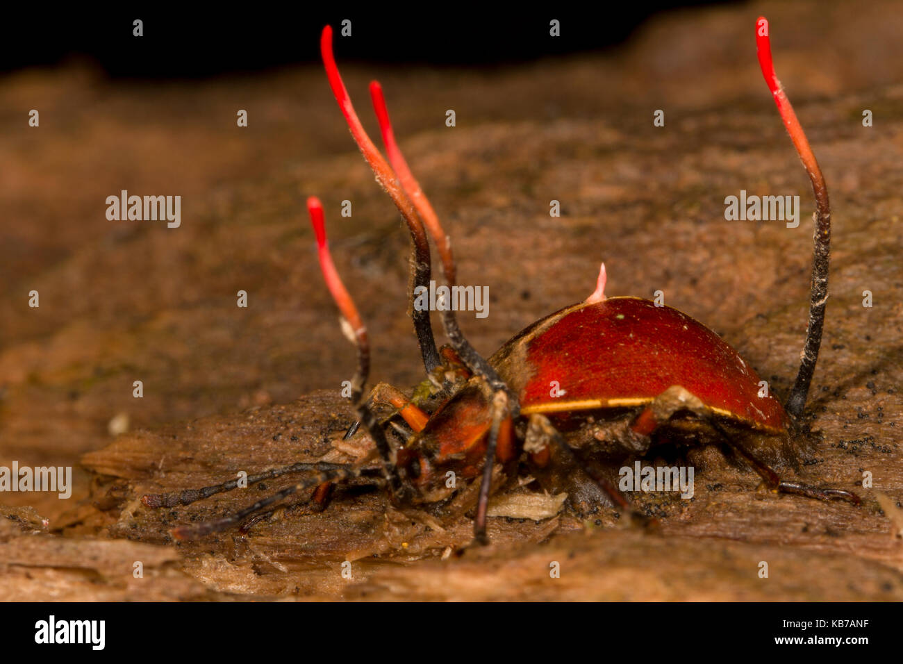 Sac Pilz (Cordyceps sp.) zunehmend von einem unbekannten Käfer (Coleoptera), Ecuador, San Jose de Payamino Stockfoto