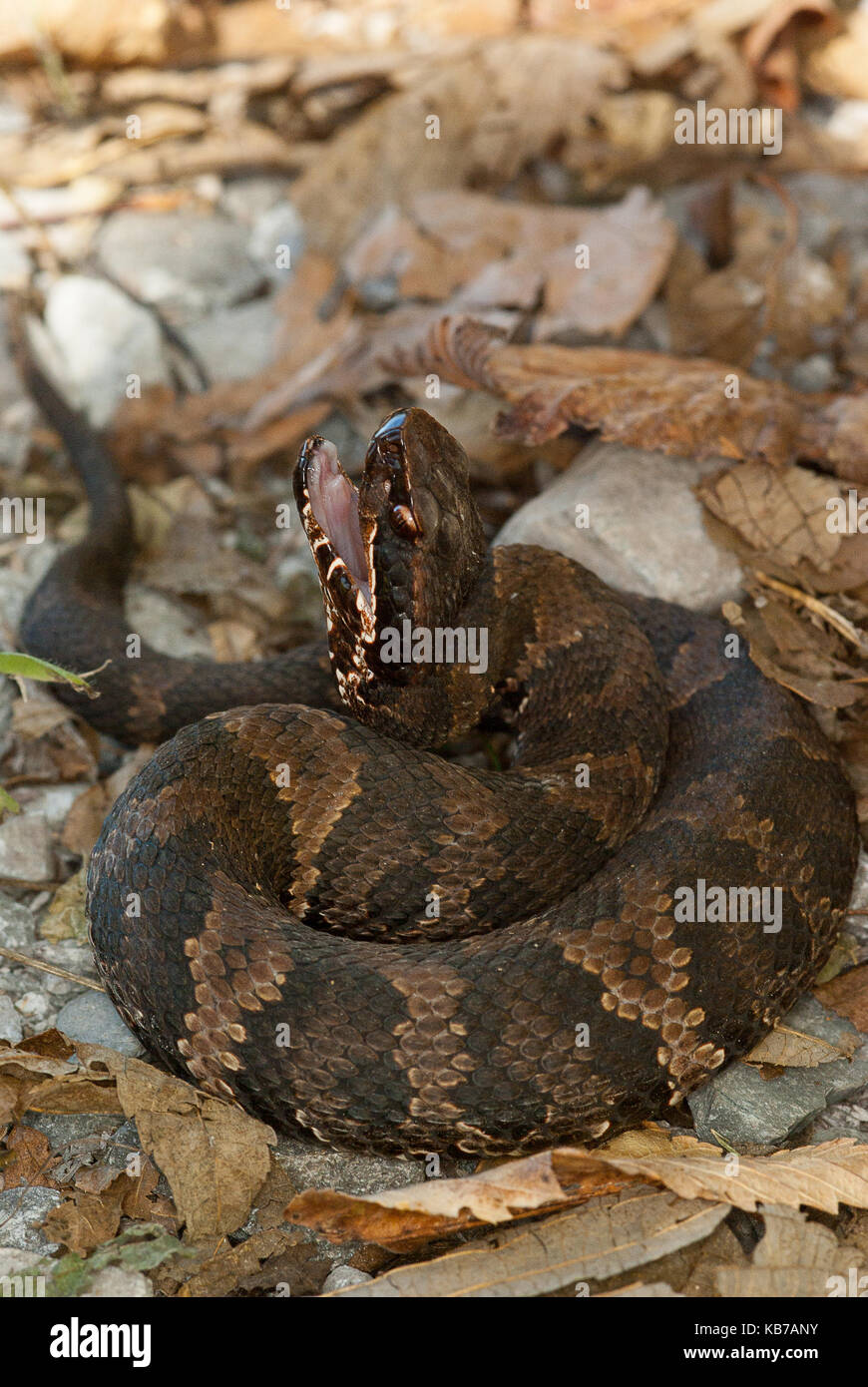 (Cottonmouth Agkistrodon piscivorus) in eine defensive Anzeige, United States Stockfoto