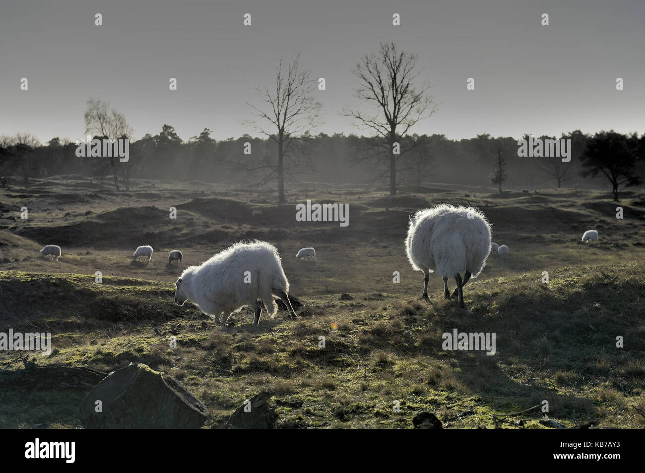 Drenther Heide Schafe fouraging im Winter auf der Aekingerzand in Nationalpark Drents Friese Wold, Niederlande, Friesland, National Park Drents Friese Wold-Aekingerzand Stockfoto