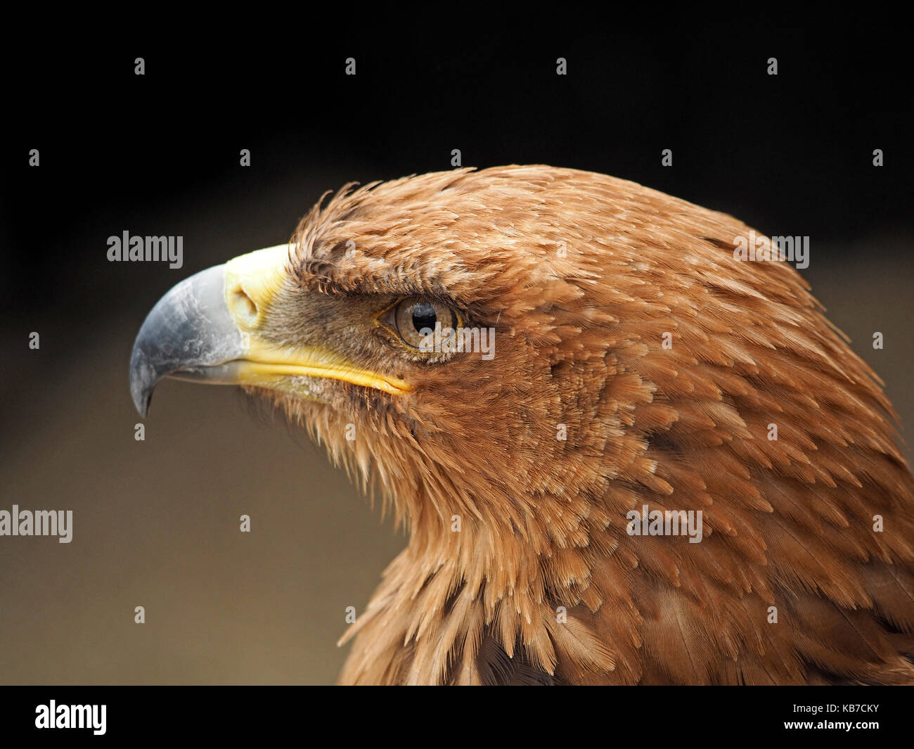 Captive afrikanischen Tawny Eagle (Aquila rapax) Suchen Sie heftig im Profil bei einer Falknerei in England Stockfoto
