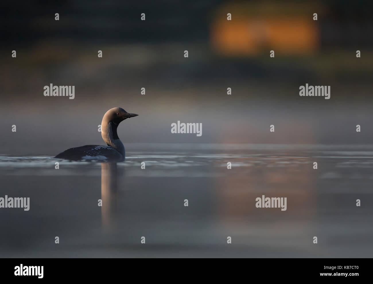 Black-throated Diver (Gavia arctica) Erwachsenen, Schwimmen auf dem See Lebensraum, mit Haus am Ufer, Norwegen, Sor-Trondelag Stockfoto