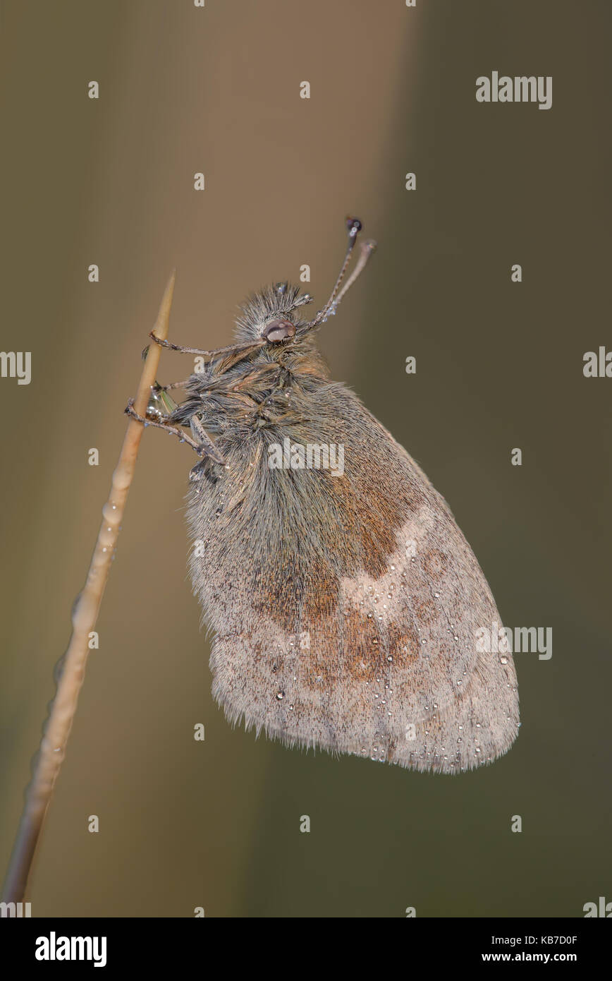 Kleine Heide (Coenonympha pamphilus) mit Tautropfen auf einem Gras, Schilf, Niederlande, Noord Holland, Amsterdamse Waterleiding Duinen Stockfoto