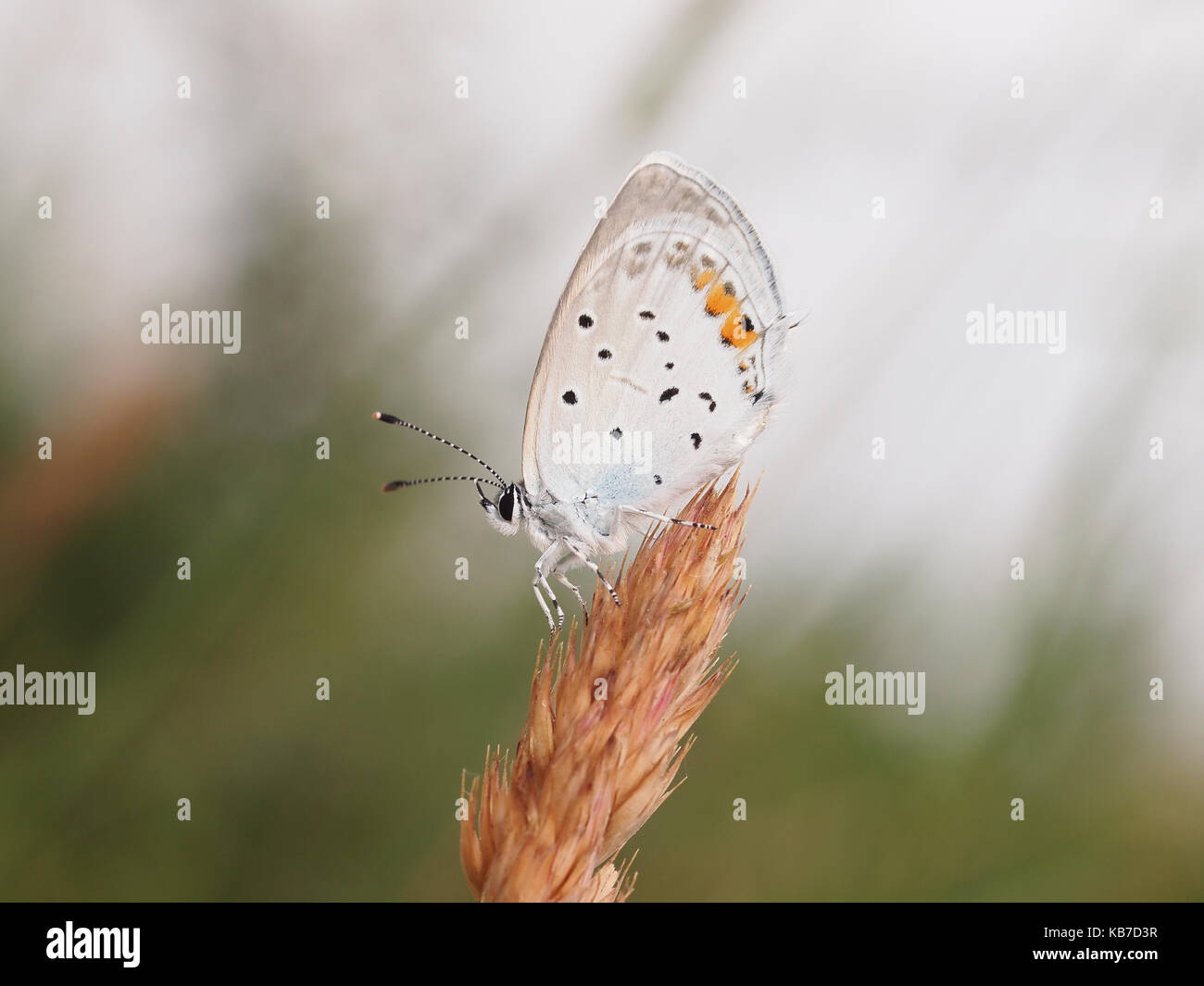 Baton Blau (Pseudophilotes Baton) im Gras ausruhen, Frankreich Stockfoto