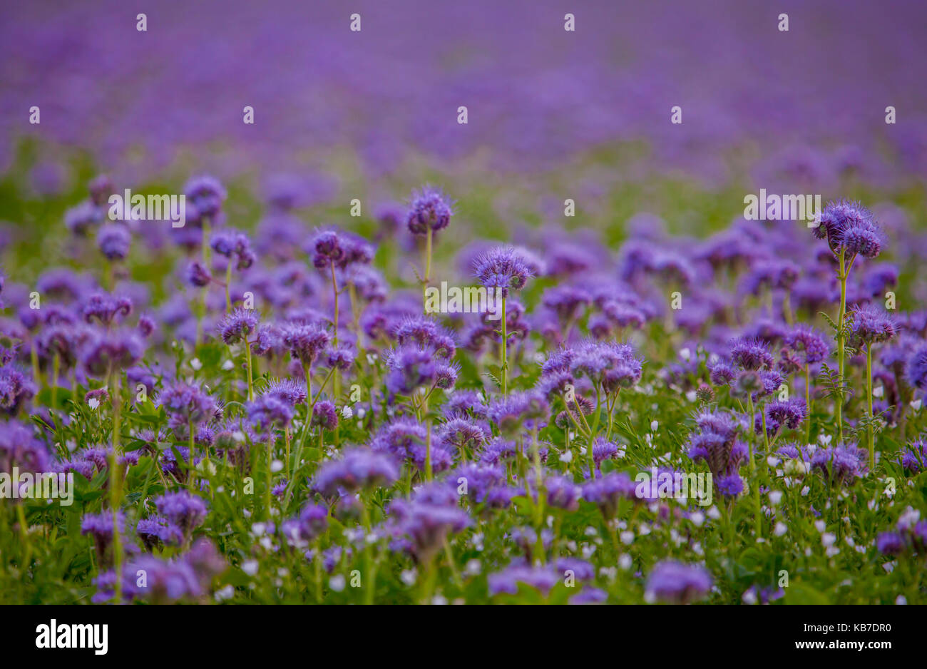 Phacelia blumen Feld violett blühende Natur Landwirtschaft Felder  Stockfotografie - Alamy