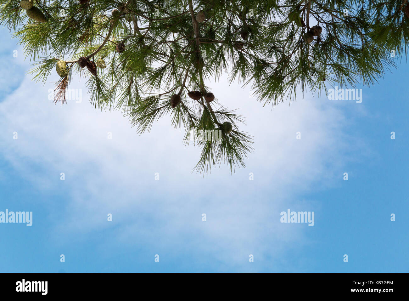 Pine Cone On Pinus Branch Stockfotos und bilder Kaufen Alamy