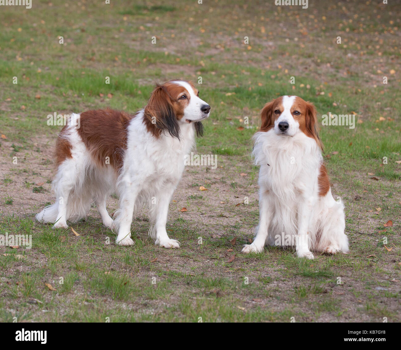 Das Kooikerhondje 2017 ist ein spaniel Art Hund holländischer Abstammung  Stockfotografie - Alamy
