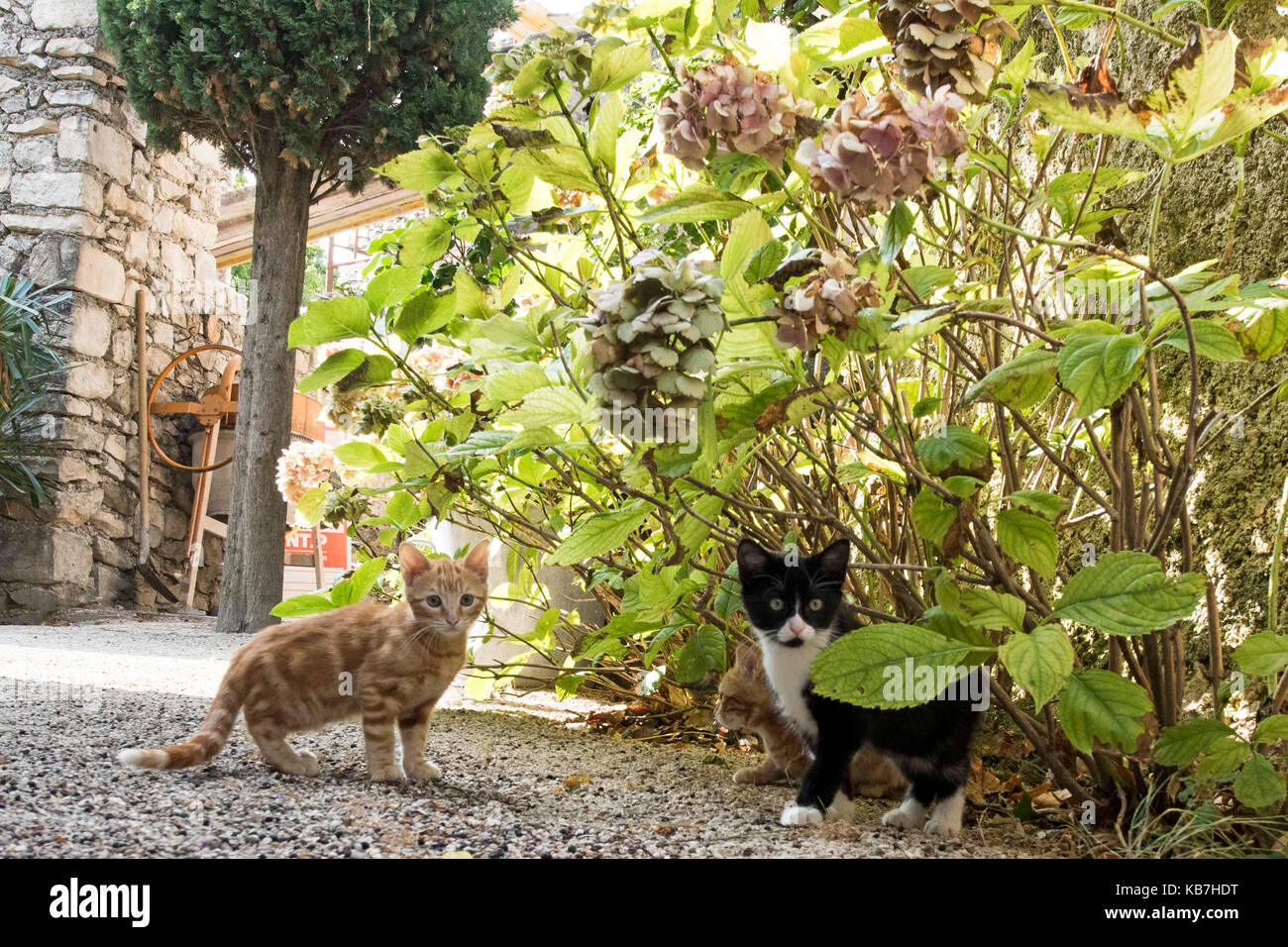 3 Kätzchen spielen in einem ländlichen französischen Dorf Stockfoto