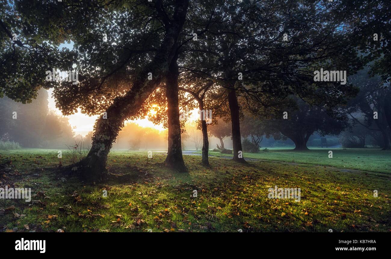 Sonnenaufgang am Ravenhill Park Stockfoto