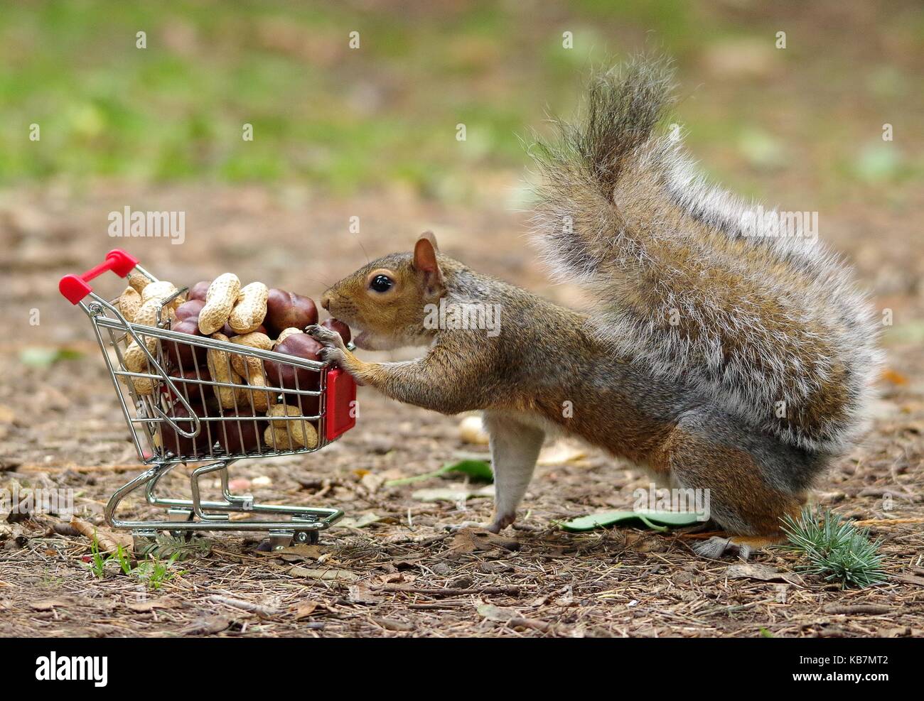 'Cashew Nummer vier, bitte! Graue Eichhörnchen mit Einkaufswagen Einkaufswagen voller Nüsse Herbst Bild. Stockfoto