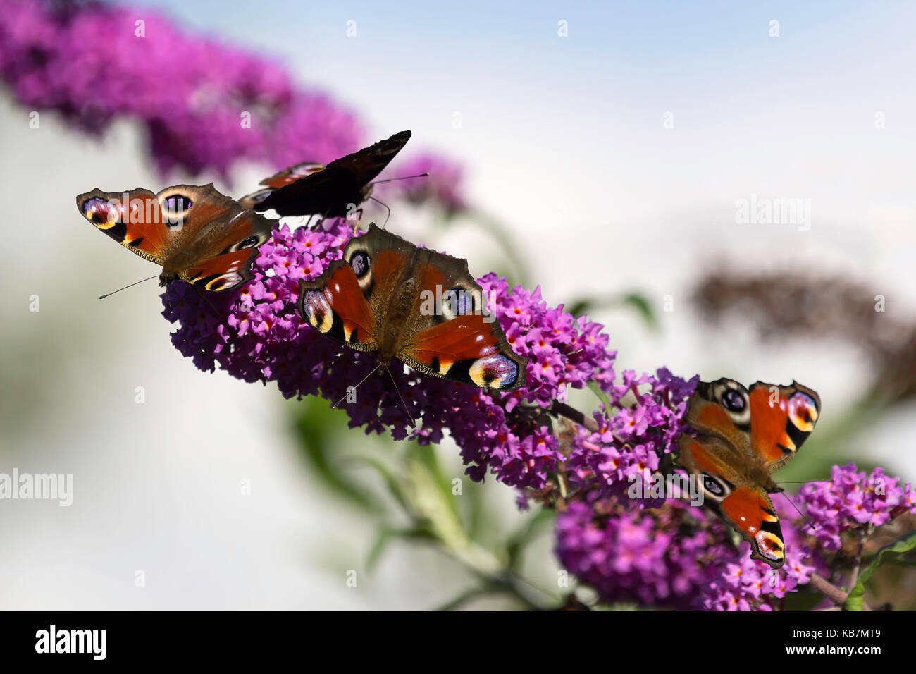 Vier europäische Pfau auf einem Buddleja davidii Stockfoto