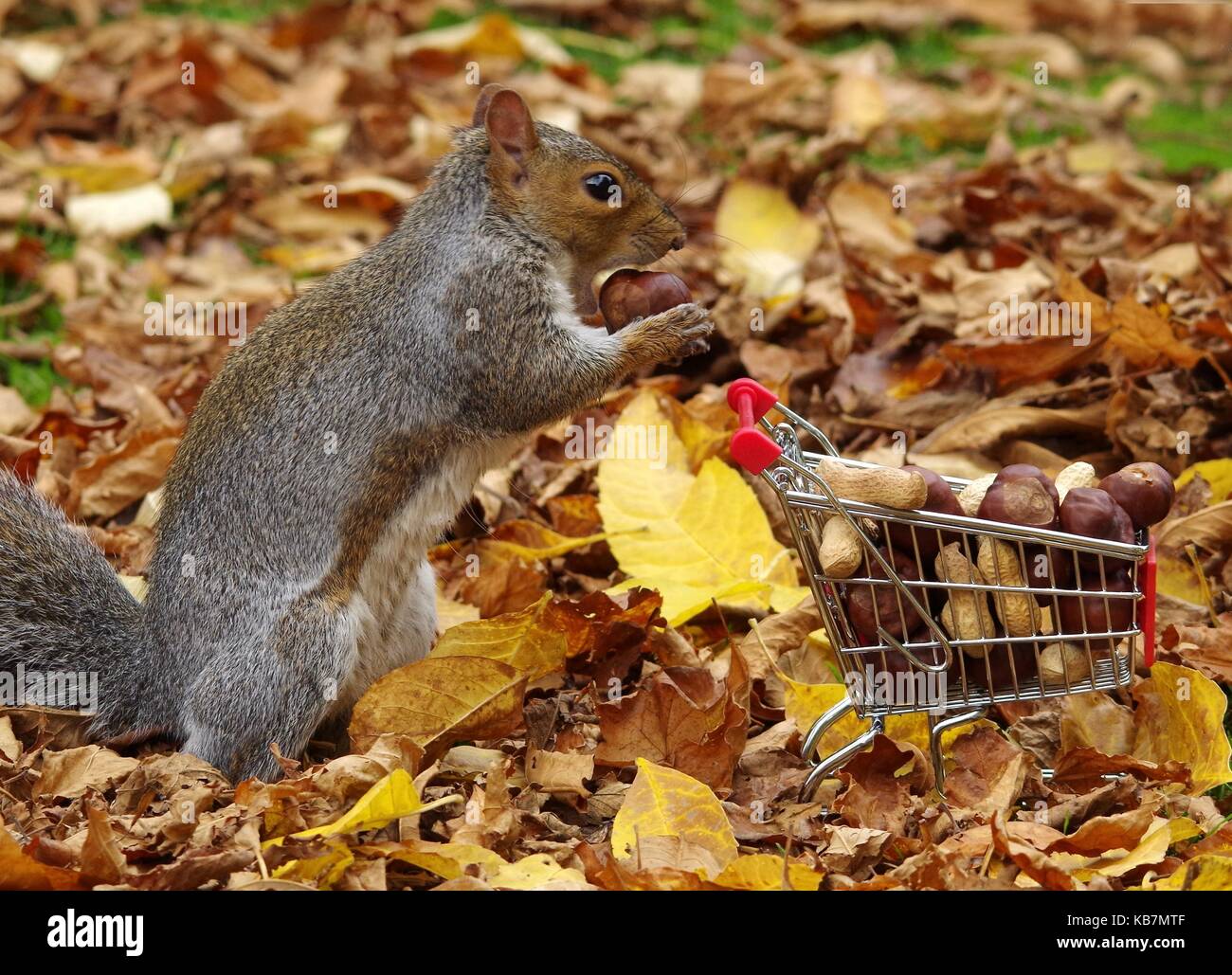 'Cashew Nummer vier, bitte! Graue Eichhörnchen mit Einkaufswagen Einkaufswagen voller Nüsse Herbst Bild. Stockfoto
