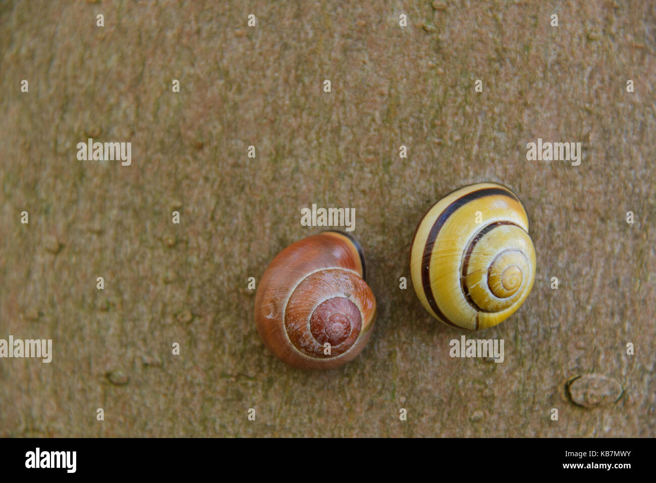 Schnecken auf der Rinde eines Baumes Stockfoto