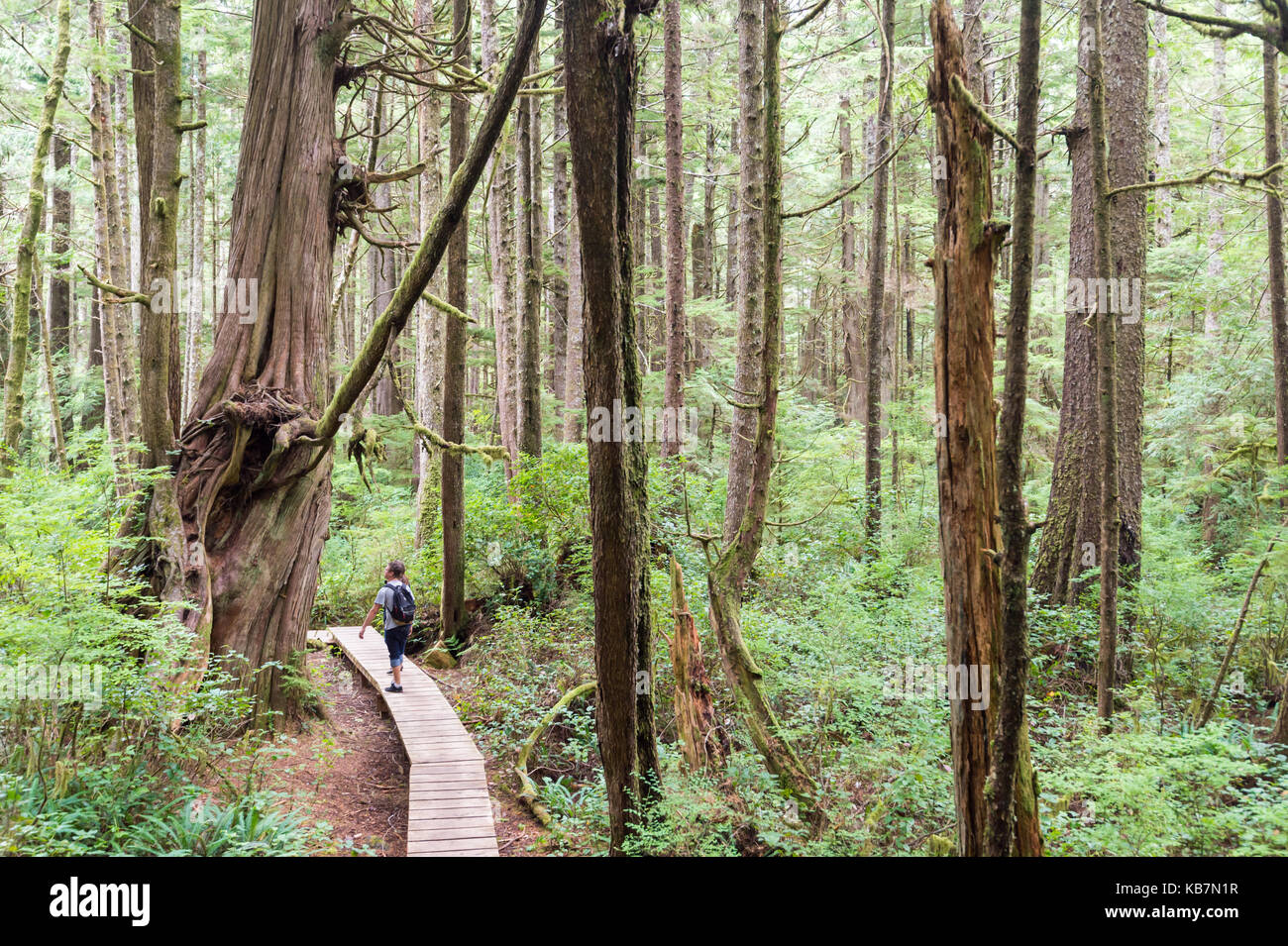 Rote Zeder auf dem Willowbrae Trail in Vancouver Island gemäßigtem Regenwald Stockfoto