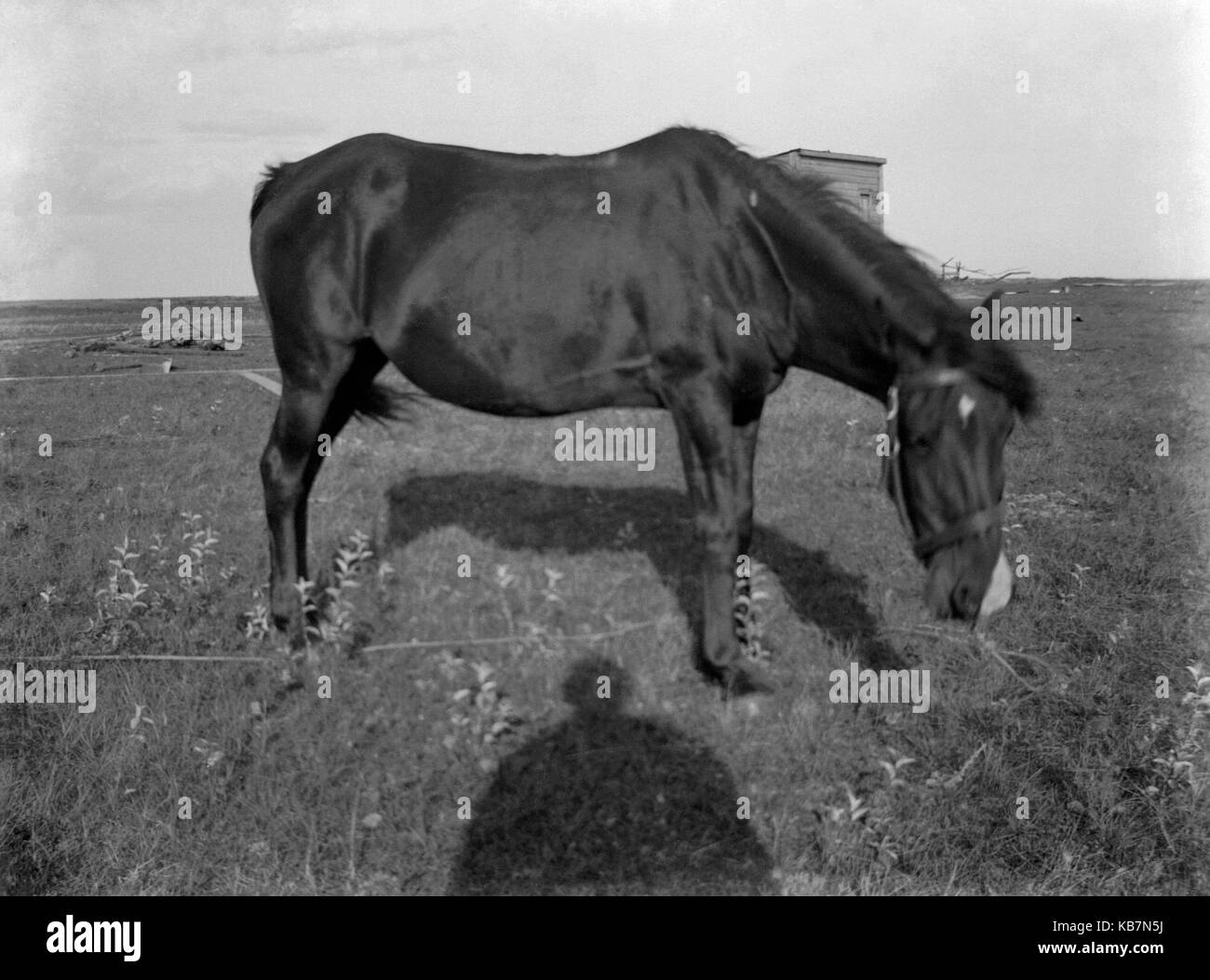 AJAXNETPHOTO. 1903. Kanada, genaue Lage unbekannt. - Beschriftung auf Glasplatte "Dolly". Fotograf: unbekannt © DIGITAL IMAGE COPYRIGHT AJAX VINTAGE BILDARCHIV QUELLE: AJAX VINTAGE BILDARCHIV SAMMLUNG REF: AVL 1773 Stockfoto