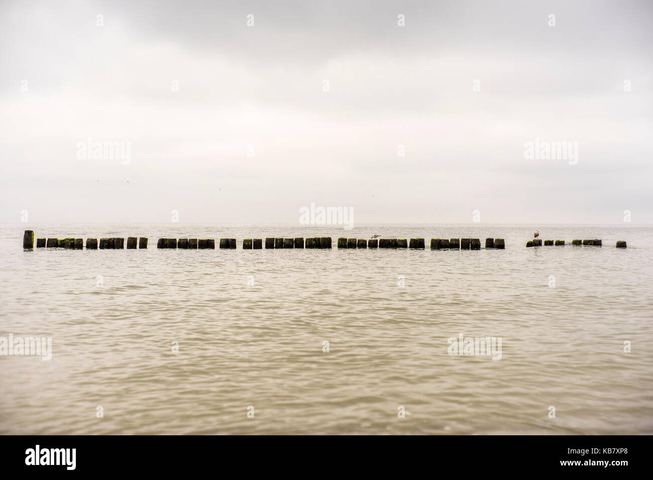 Möwen auf eine Mole an der Küste von Mielno. Stockfoto